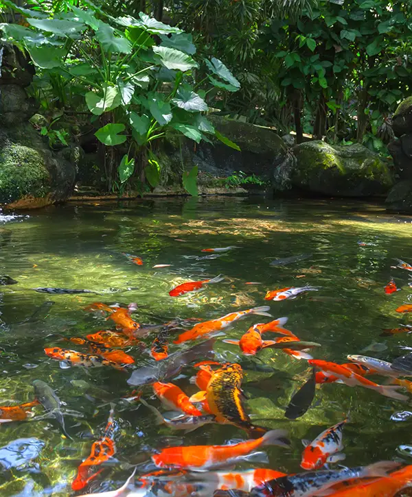 Aquatic Plant and Fish Stocking in Winter Springs, FL