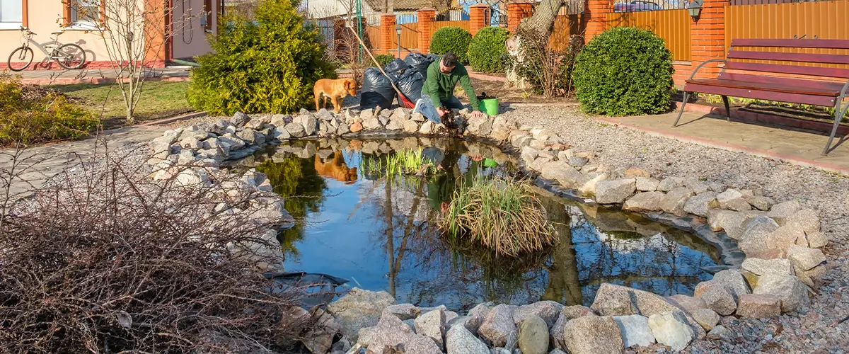 Man cleaning and maintaining a small pond in a residential garden, ensuring a well-kept water feature for the backyard landscape.