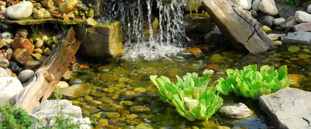 Best Pond Plants