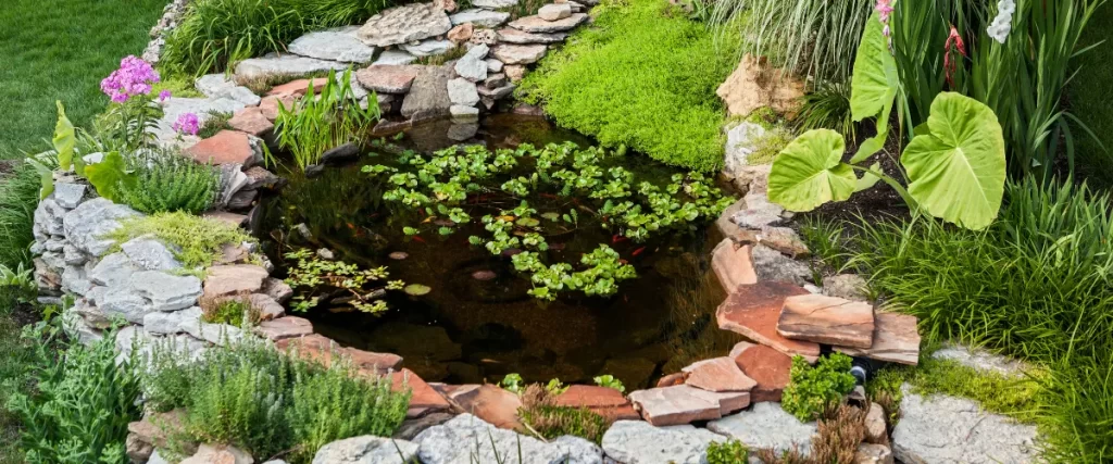 Bring Your Pond to Life