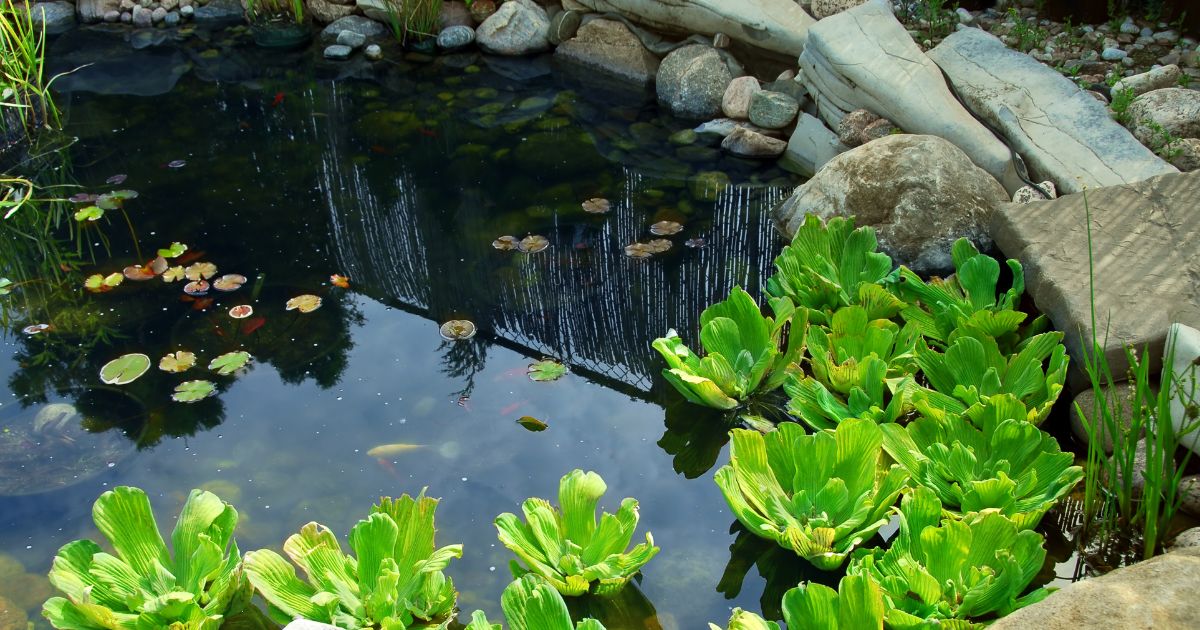 Best Pond Plants