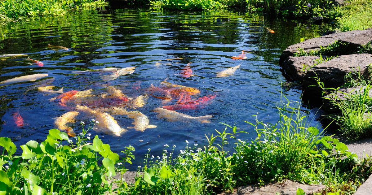 The Best Fish Species for Backyard Ponds