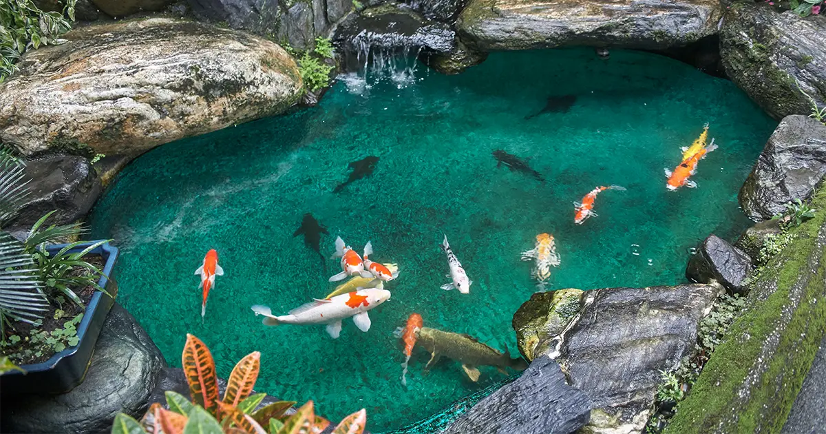 best fish for pond