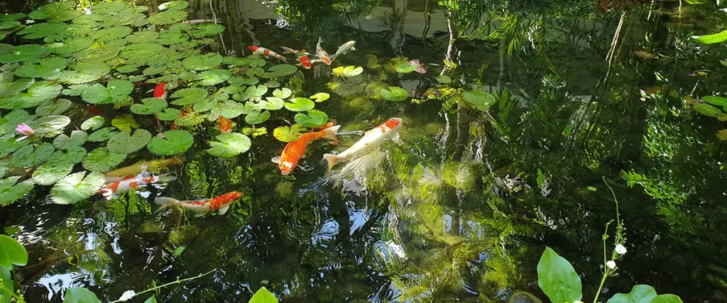 Koi fish swimming in a lush, lily-covered garden pond