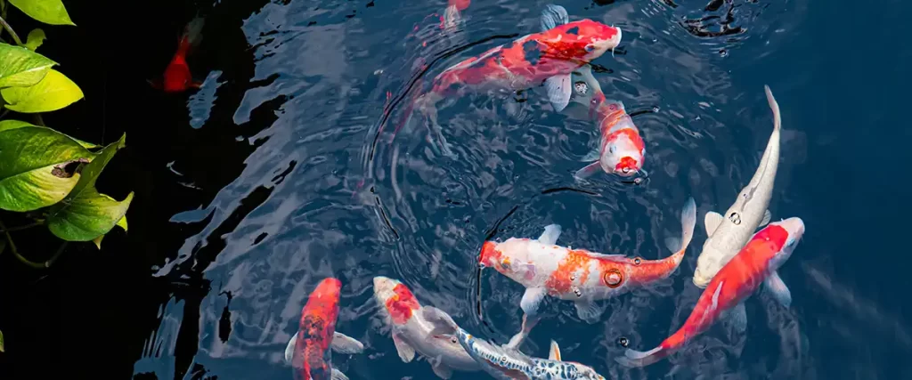 fancy koi fish or fancy carp swimming in a black pond fish pond popular pets for relaxation
