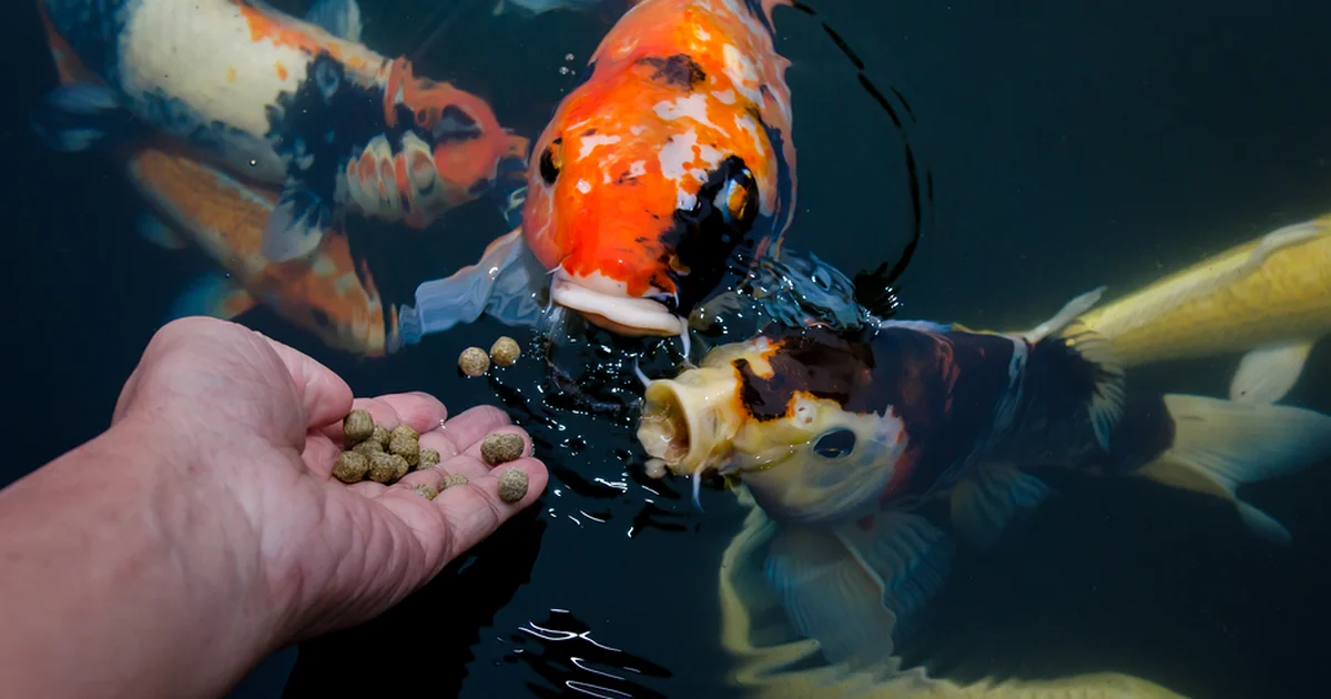 koi pond maintenance florida a vibrant orange black and white koi fish swims in a clear pond approaching a hand offering commercial grade fish pellets