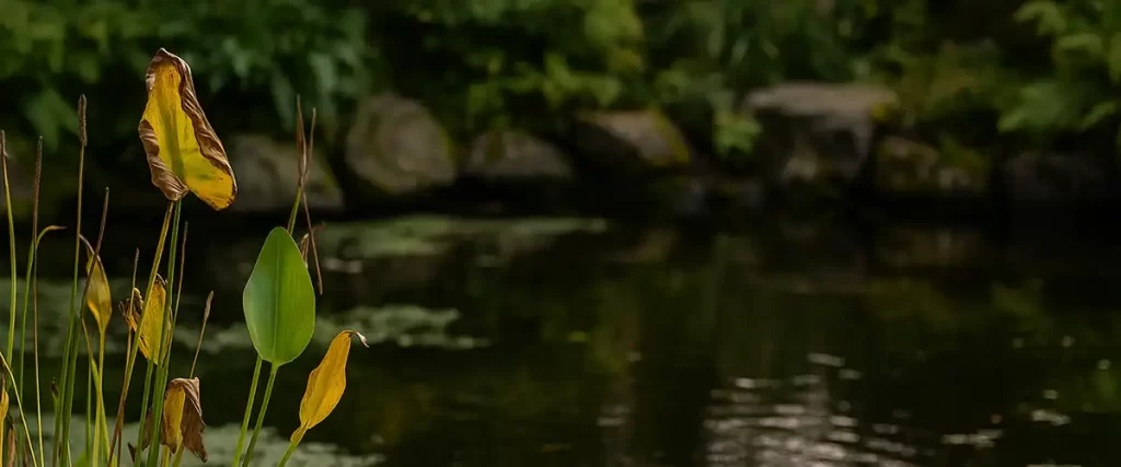 Pond Plants Struggling or Dying