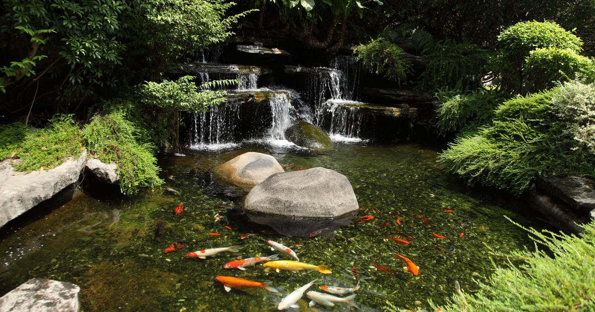 A serene backyard pond with multiple levels of natural rock waterfalls flowing into a clear pool filled with colorful koi fish, surrounded by dense green foliage and large stepping stones.